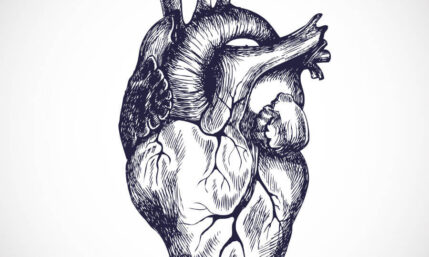 Herzinsuffizienz – Zustand eines geschwächten Herzmuskels