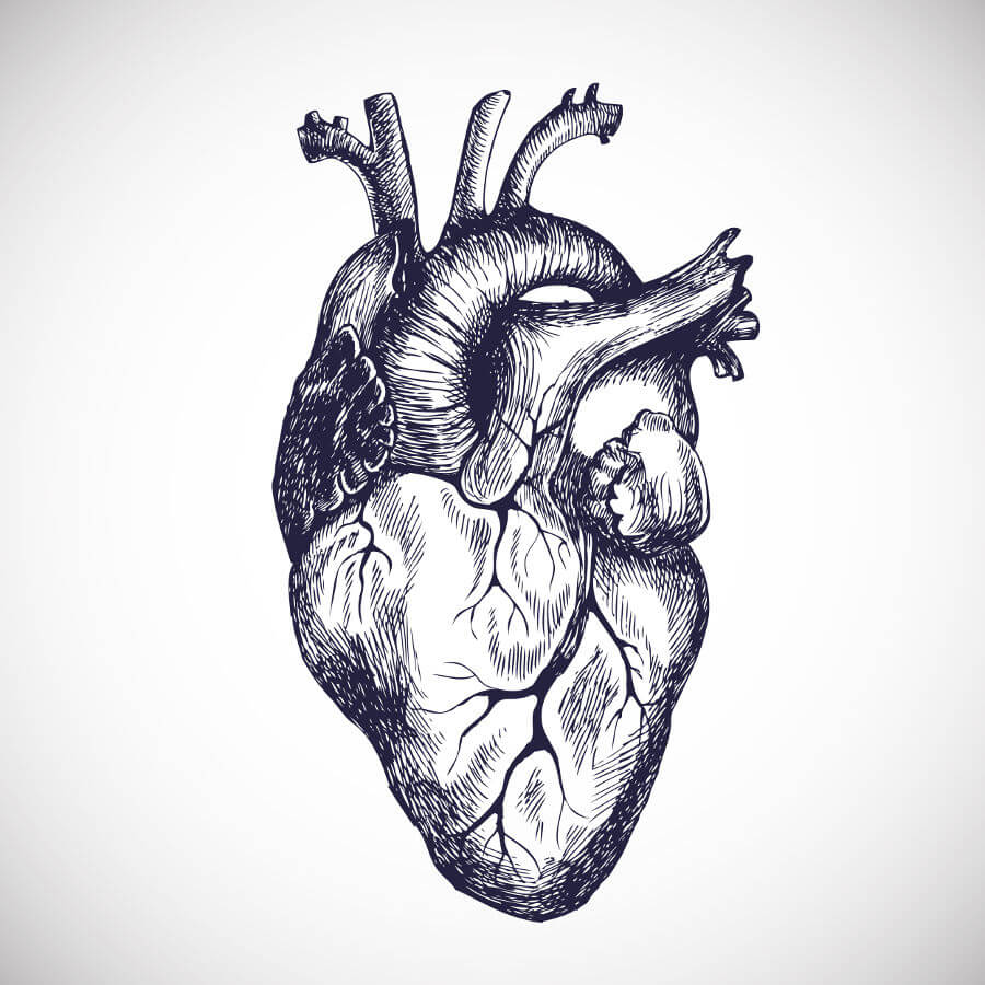 Herzinsuffizienz – Zustand eines geschwächten Herzmuskels